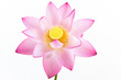 Pink water lily flower (lotus) and white background.