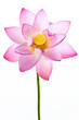 Pink water lily flower (lotus) and white background. Pink water lily flower (lotus) and white background.