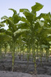 Tobacco plants Tobacco plants