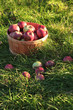 Closeup of freshly picked apples Closeup of freshly picked apples