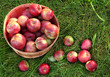 Overhead shot of a basket of freshly picked apples Overhead shot of a basket of freshly picked apples