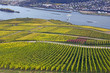 Foto: Weinberge im Rheingau bei Rüdesheim Weinberge im Rheingau bei Rüdesheim