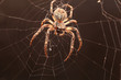 Dreadful Cross spider
