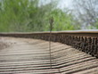 Seedling growing on the railway