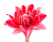 etlingera elatior