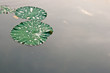 Green Lotus leaf with water drop as background Green Lotus leaf with water drop as background