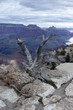 Foto: Grand Canyon Tree Grand Canyon Tree