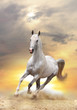 white horse in sunset