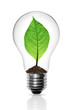 Leaves grow in a light bulb