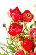 red Ranunculus