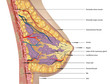 Anatomy of the breast. Vector illustration