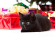 kitten peeking christmas tree and gifts in background