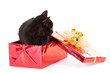 kitten sitting inside of a christmas gift on white