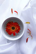 Gerbera triste