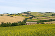 Marches (Italy) - Landscape at summer with sunflowers, farm Marches (Italy) - Landscape at summer with sunflowers, farm