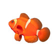 Clownfish