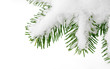 schnee auf tannenzweig