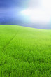 Green rice farm and blue sky