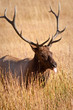 Bull Elk