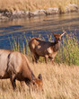 Calf elk Calf elk