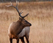 Bull Elk