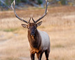 Bull Elk