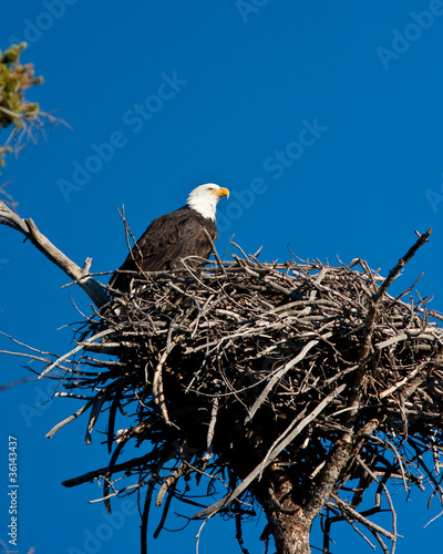 Photo: Bald Eagle Bald Eagle