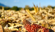 corn,maïs,champ,récolte,moissonneuse,saison