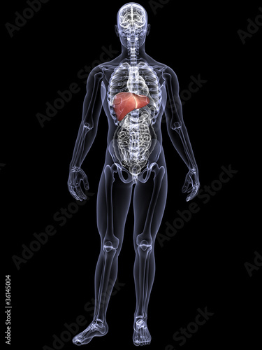Illustration: Skeleton X-Ray - Liver Skeleton X-Ray - Liver