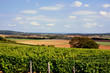 Vue sur les vignes du Sancerrois