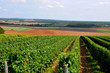 Vue sur les vignes du Sancerrois