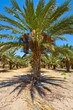 Date Palms