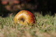 Apple in the grass