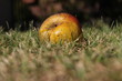 Pomme tombée dans l'herbe