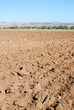 solchi nella terra arata e olivi in lontananza