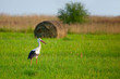 White stork