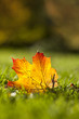 Ahornblatt im Herbst