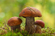 Mushrooms orange cap boletus on the moss