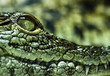 Krokodil