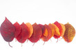 Autumn leaves on a white background