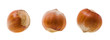 Filbert (wood nut)