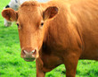 brown cow