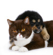 Cat and dog Cat and dog