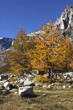 larici in val Buscagna