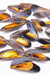 mussel