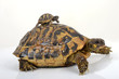Tortue Herman et bébé tortue sur le dos Tortue Herman et bébé tortue sur le dos