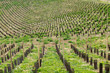 vignoble