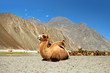 Camels on the Desert