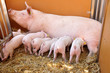 hungrige ferkel