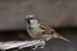 Housesparrow